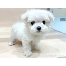 ♀︎マルチーズ