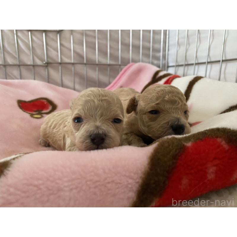 成約済の青森県のティーカッププードル-443673の2枚目