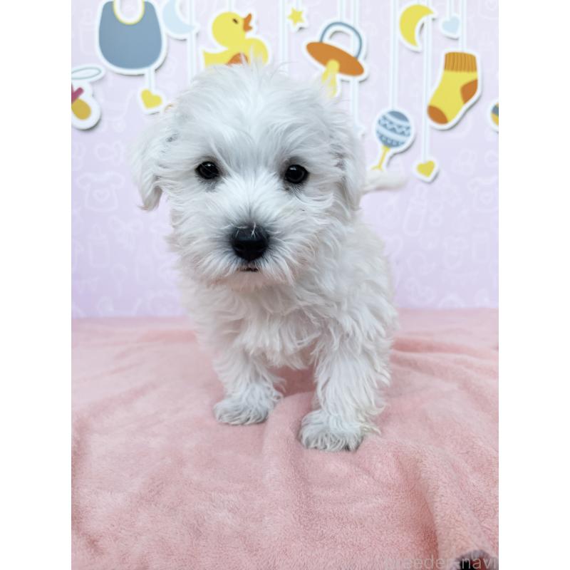 成約済の東京都のミックス犬-433497の5枚目