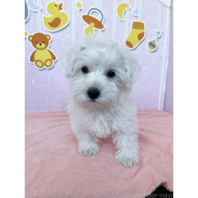 成約済の東京都のミックス犬-433497の4枚目