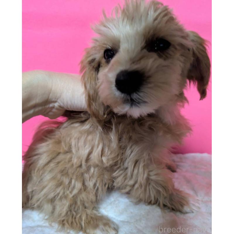 成約済の埼玉県のマルプー:マルチーズ×トイプードル-434618の36枚目