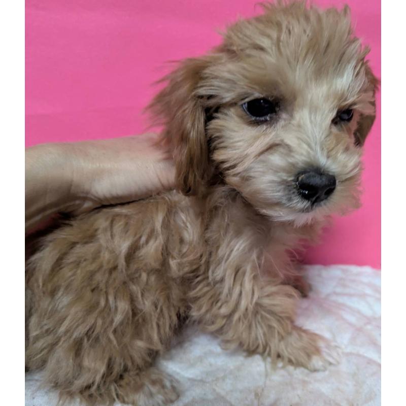 成約済の埼玉県のマルプー:マルチーズ×トイプードル-434618の35枚目