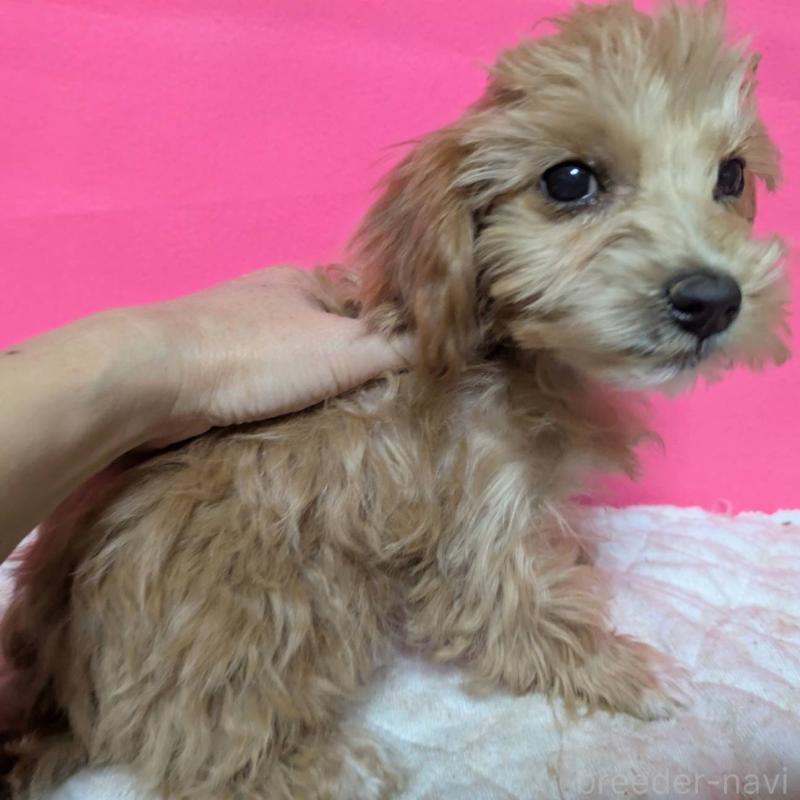 成約済の埼玉県のマルプー:マルチーズ×トイプードル-434618の34枚目