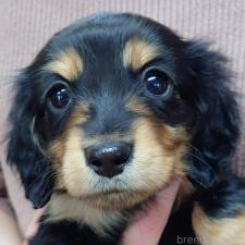 ♀︎ミニチュアダックスフンド(ロングヘアード)