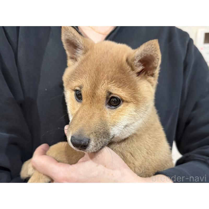 成約済の千葉県の豆柴-431941の2枚目