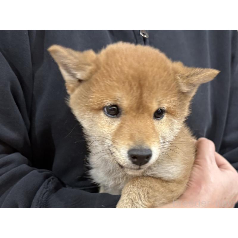 成約済の千葉県の豆柴-433883の2枚目