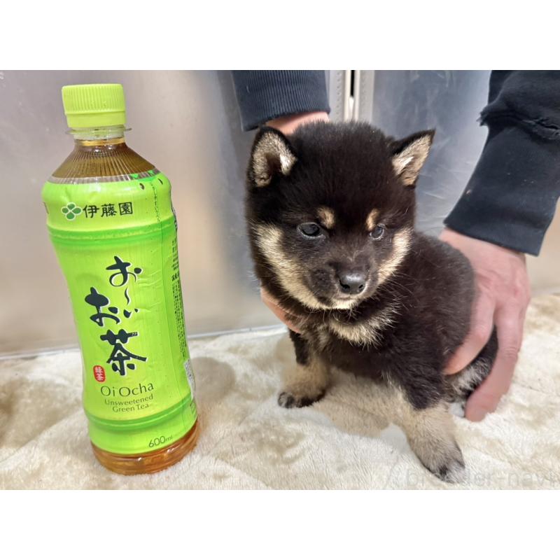 成約済の千葉県の豆柴-445214の2枚目