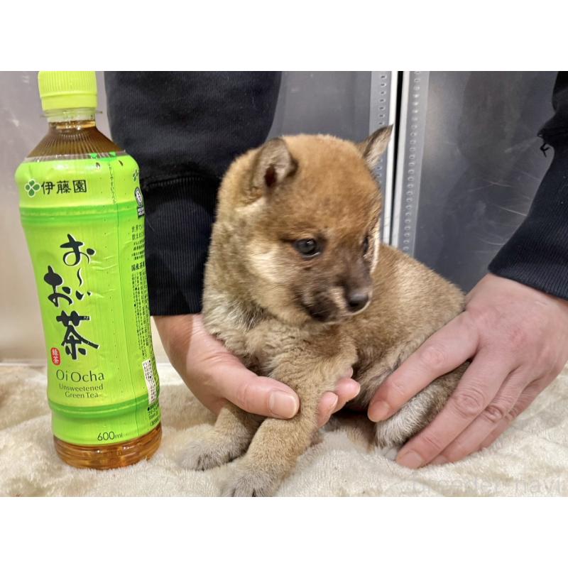 成約済の千葉県の豆柴-445216の2枚目