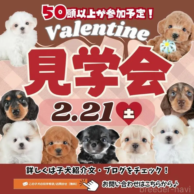 成約済の埼玉県のタイニープードル-446480の3枚目