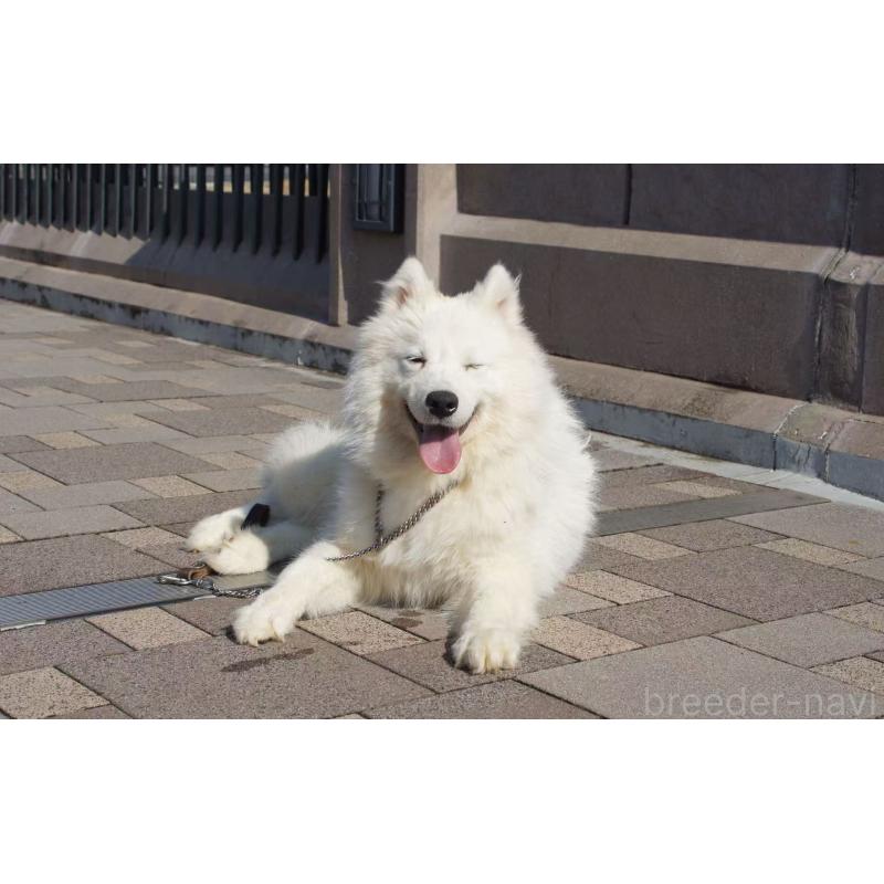 成約済の千葉県のサモエド-403665の2枚目