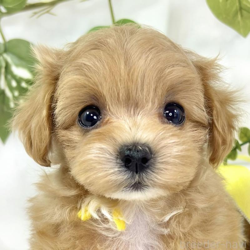 ♀︎マルプー:マルチーズ×トイプードル