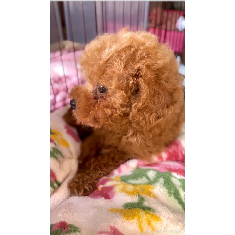 販売中の千葉県のタイニープードル-441765の15枚目