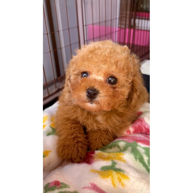 販売中の千葉県のタイニープードル-441765の14枚目