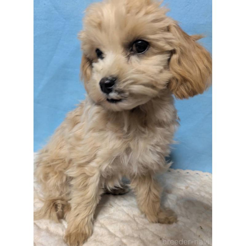 販売中の埼玉県のマルプー:マルチーズ×トイプードル-423328の13枚目