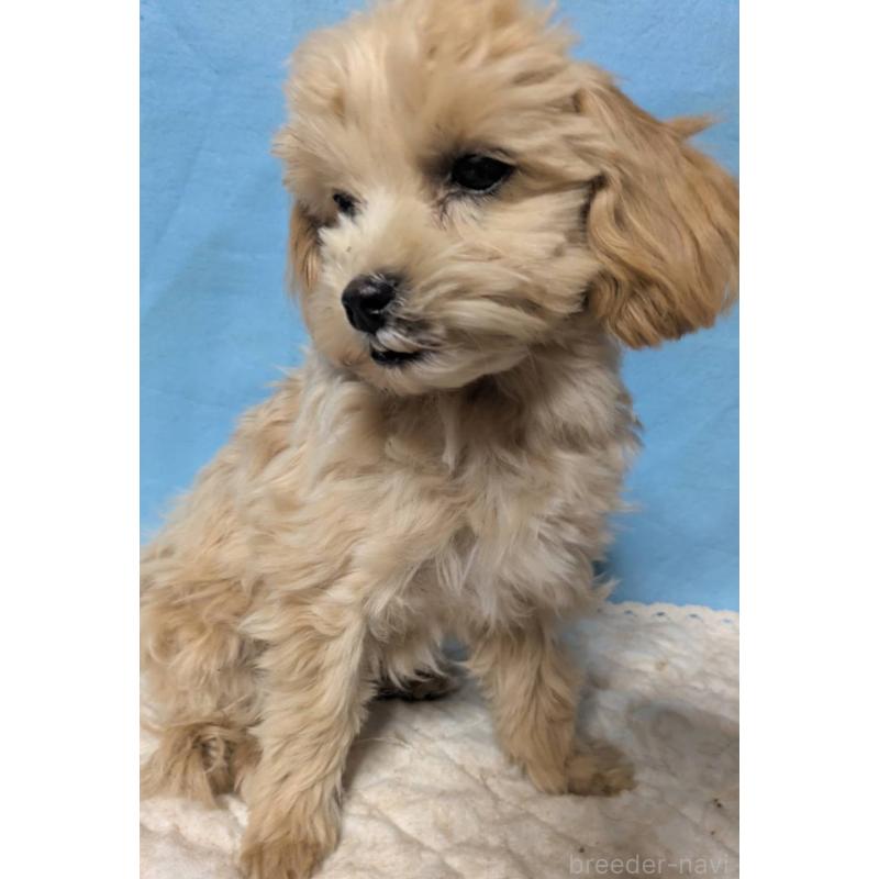 販売中の埼玉県のマルプー:マルチーズ×トイプードル-423328の12枚目