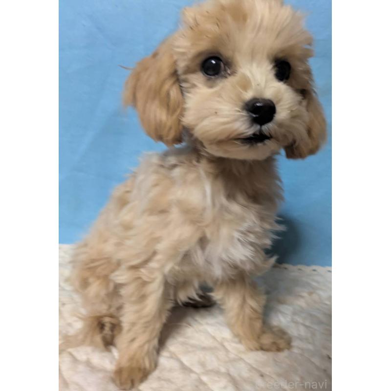 販売中の埼玉県のマルプー:マルチーズ×トイプードル-423328の11枚目