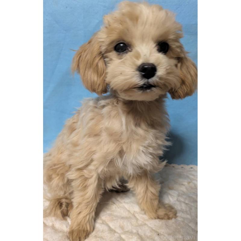 販売中の埼玉県のマルプー:マルチーズ×トイプードル-423328の10枚目