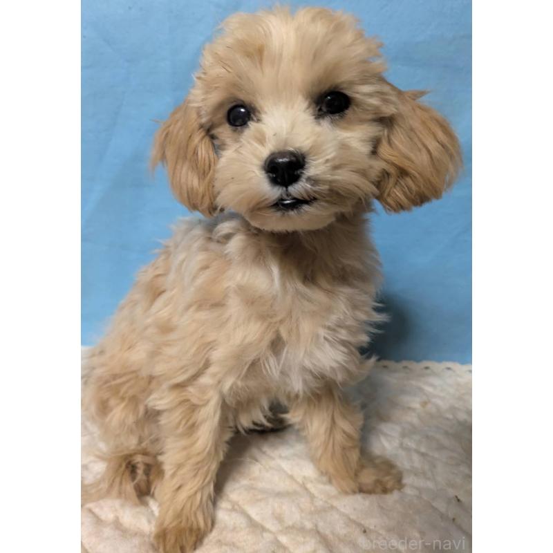 販売中の埼玉県のマルプー:マルチーズ×トイプードル-423328の9枚目