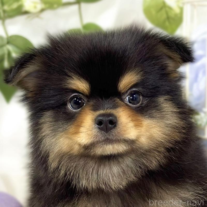 ♂︎ポメチワ:ポメラニアン×チワワ