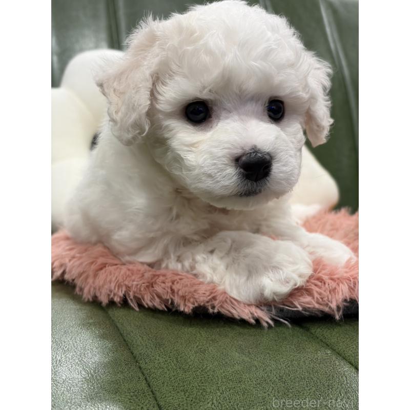 成約済の滋賀県のビションフリーゼ-442612の10枚目