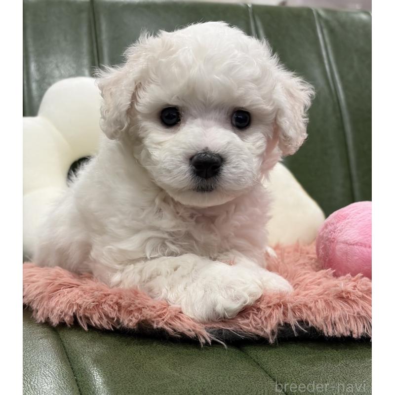 成約済の滋賀県のビションフリーゼ-442612の9枚目