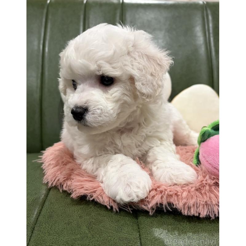 成約済の滋賀県のビションフリーゼ-442612の8枚目