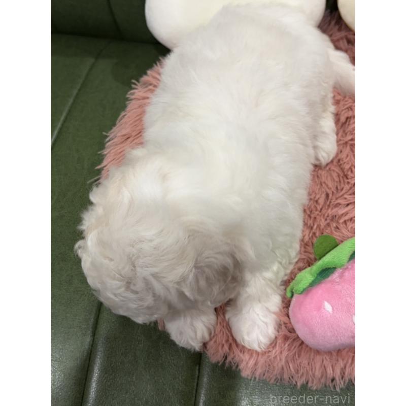 成約済の滋賀県のビションフリーゼ-442612の7枚目