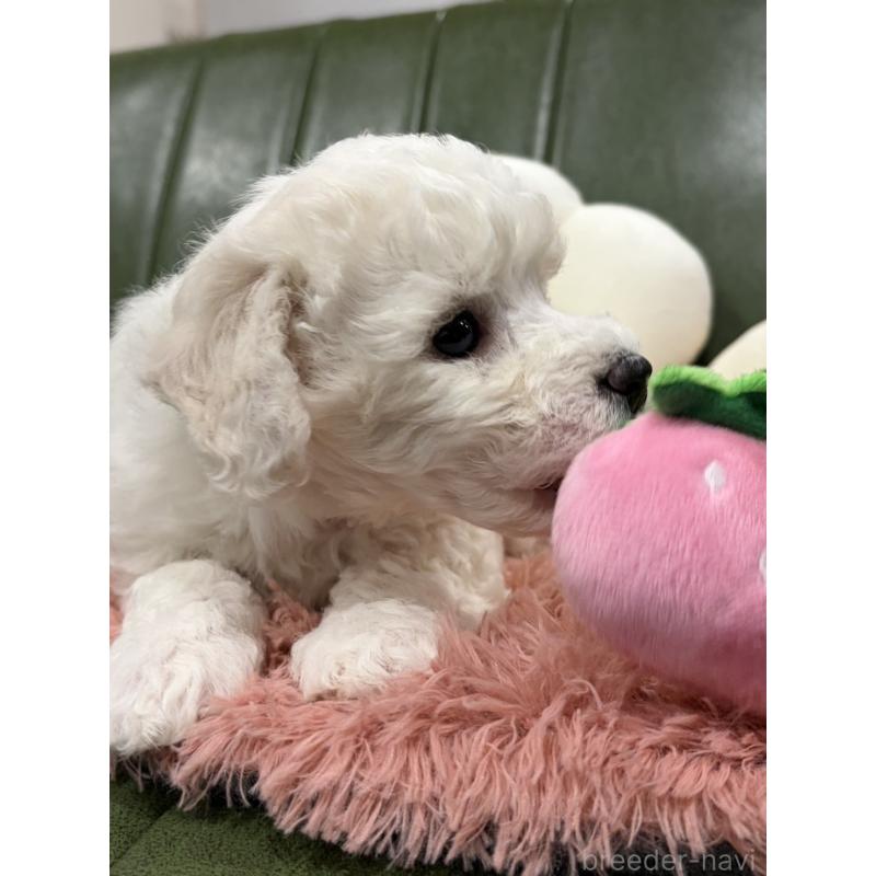 成約済の滋賀県のビションフリーゼ-442612の6枚目