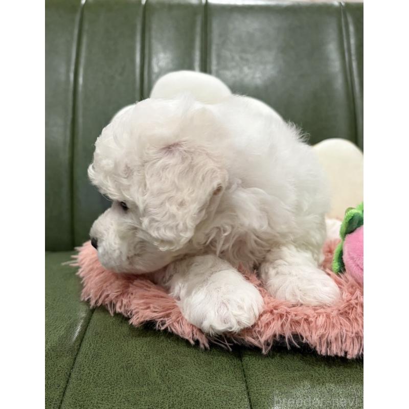 成約済の滋賀県のビションフリーゼ-442612の5枚目