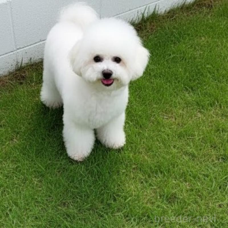 販売中の栃木県のビションフリーゼ-413926の7枚目