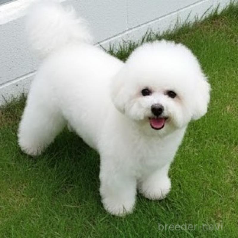 販売中の栃木県のビションフリーゼ-413926の6枚目