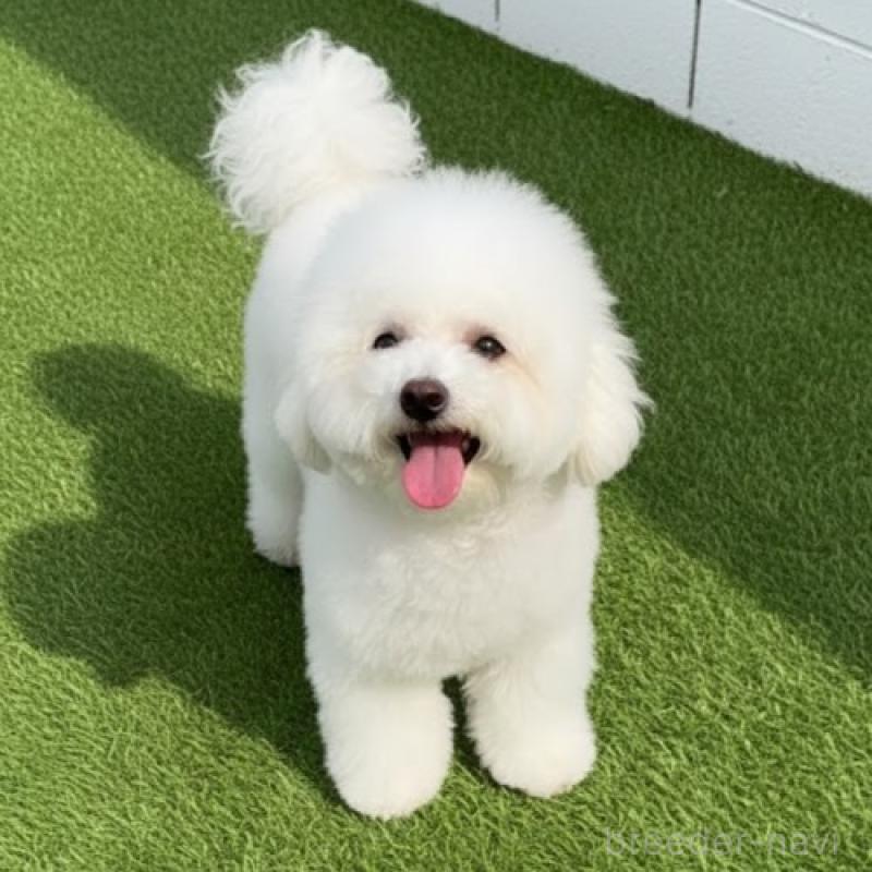 販売中の栃木県のビションフリーゼ-413926の5枚目