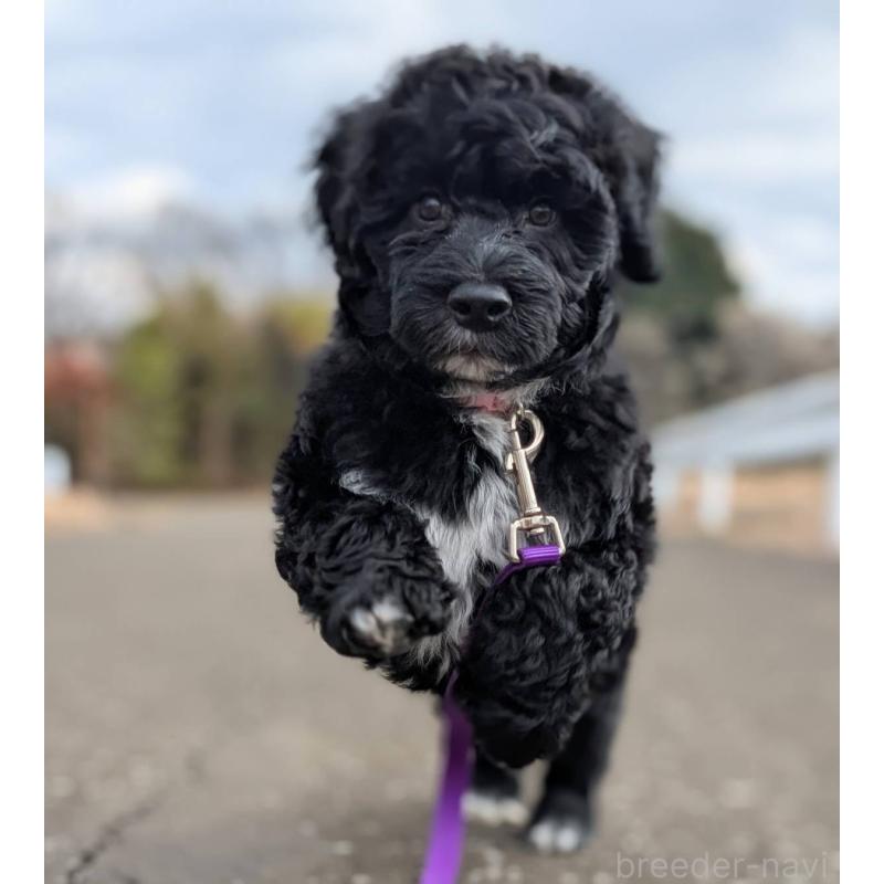 販売中の東京都のポーチュギーズウォータードッグ-433947の11枚目