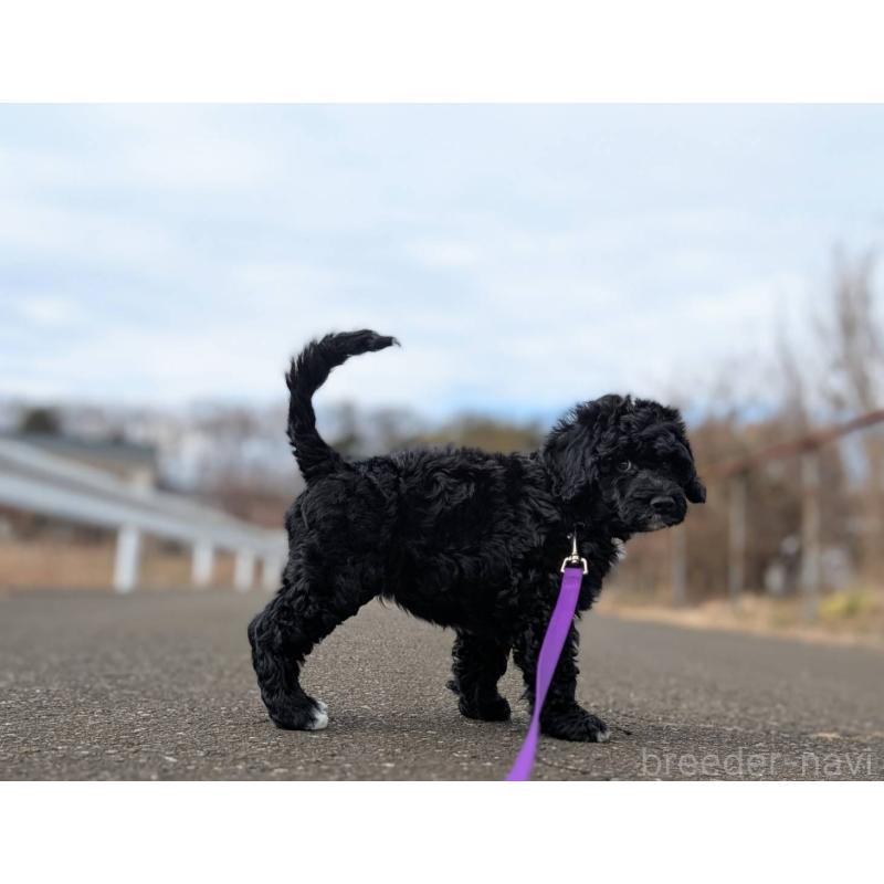 販売中の東京都のポーチュギーズウォータードッグ-433947の10枚目