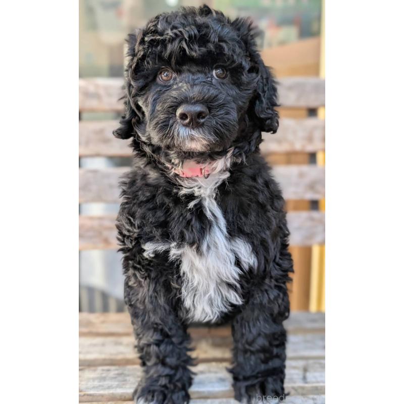 販売中の東京都のポーチュギーズウォータードッグ-433947の9枚目