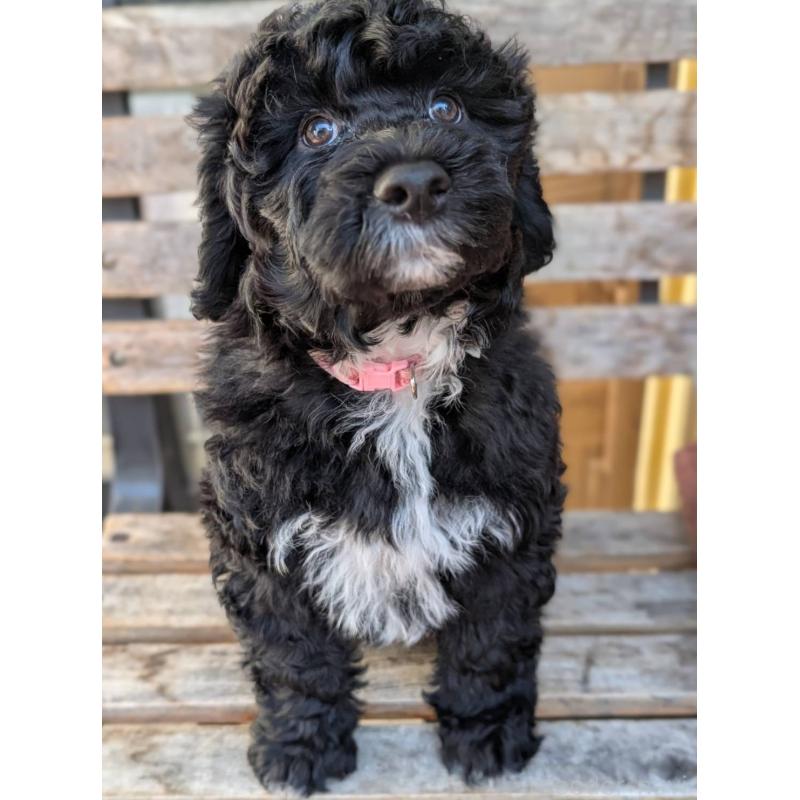 販売中の東京都のポーチュギーズウォータードッグ-433947の8枚目