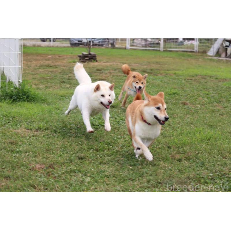 犬舎紹介の山形県の犬舎紹介-3734の3枚目