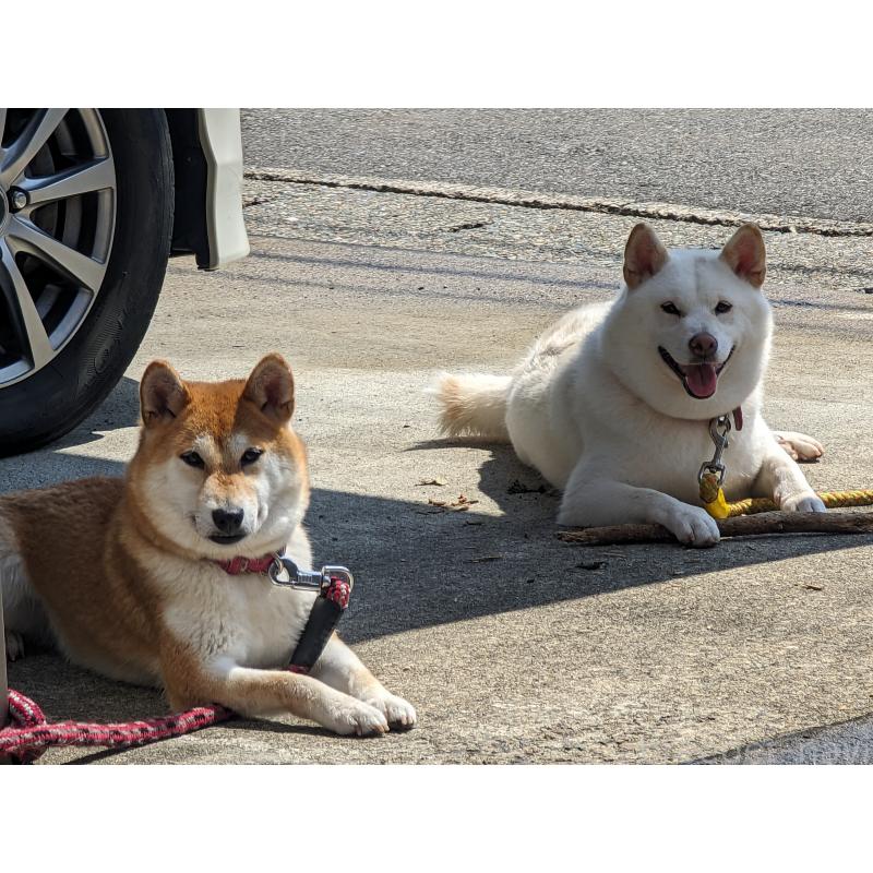 犬舎紹介の山形県の犬舎紹介-3734の4枚目