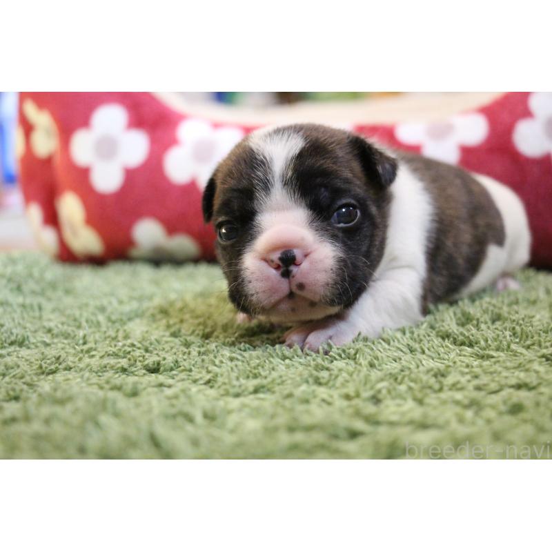 販売中の愛知県のフレンチブルドッグ-443980の30枚目