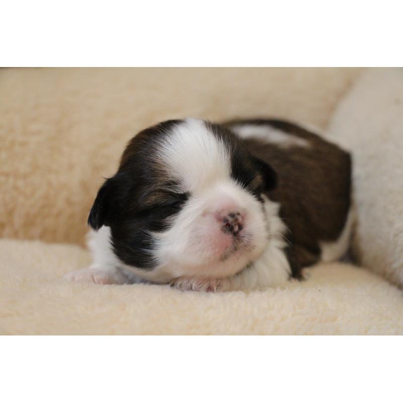 販売中の愛知県のフレンチブルドッグ-443980の29枚目