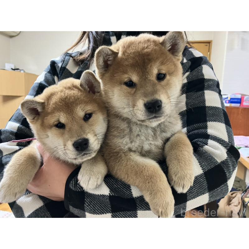 犬舎紹介の山形県の犬舎紹介-3734の5枚目