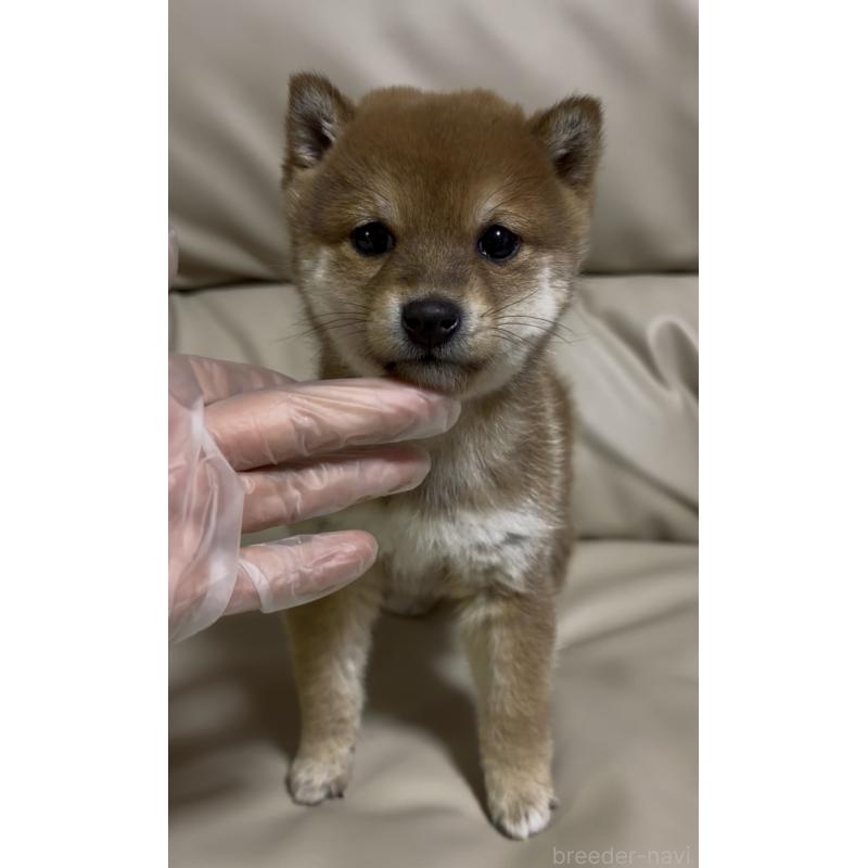 成約済の愛知県の豆柴-441845の6枚目