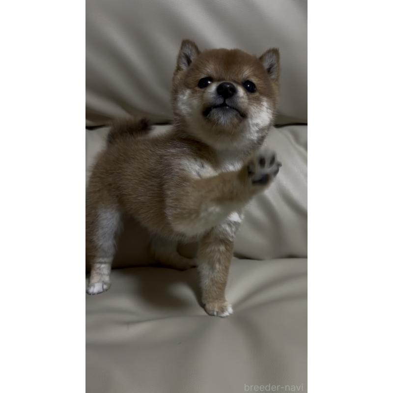 成約済の愛知県の豆柴-441845の4枚目