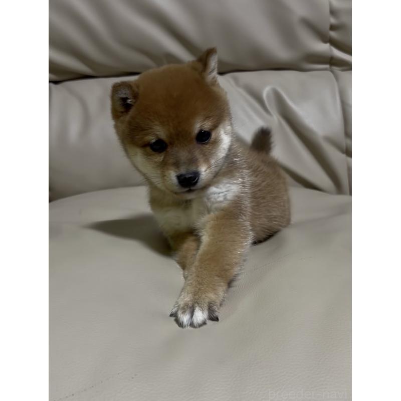 成約済の愛知県の豆柴-441845の3枚目