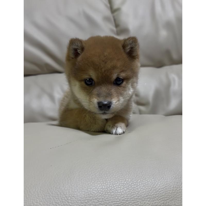 成約済の愛知県の豆柴-441845の2枚目