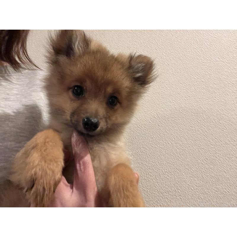 販売中の埼玉県のミックス犬-433367の8枚目