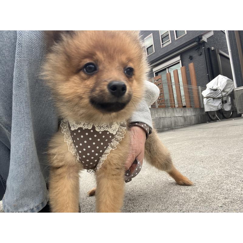 販売中の埼玉県のミックス犬-433367の7枚目