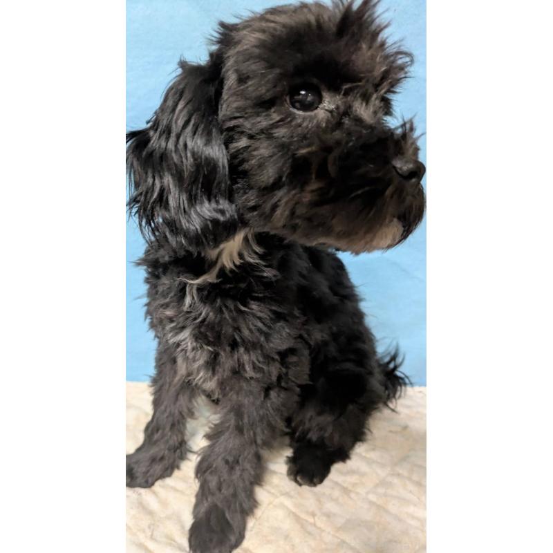 販売中の埼玉県のマルプー:マルチーズ×トイプードル-423329の11枚目