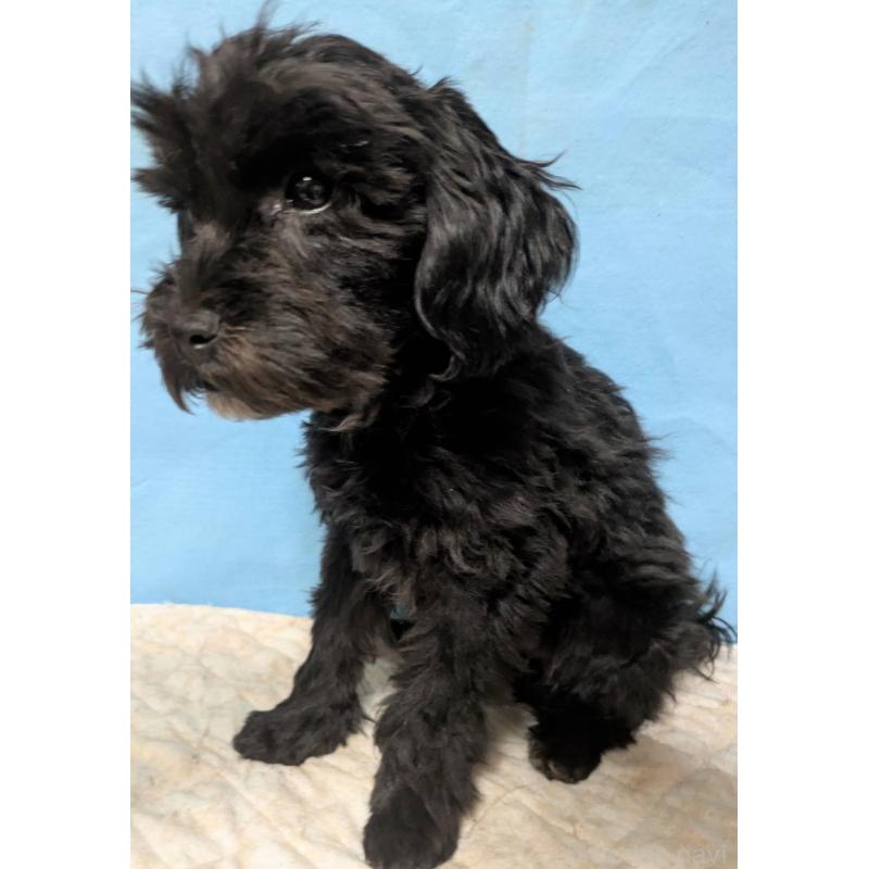 販売中の埼玉県のマルプー:マルチーズ×トイプードル-423329の10枚目