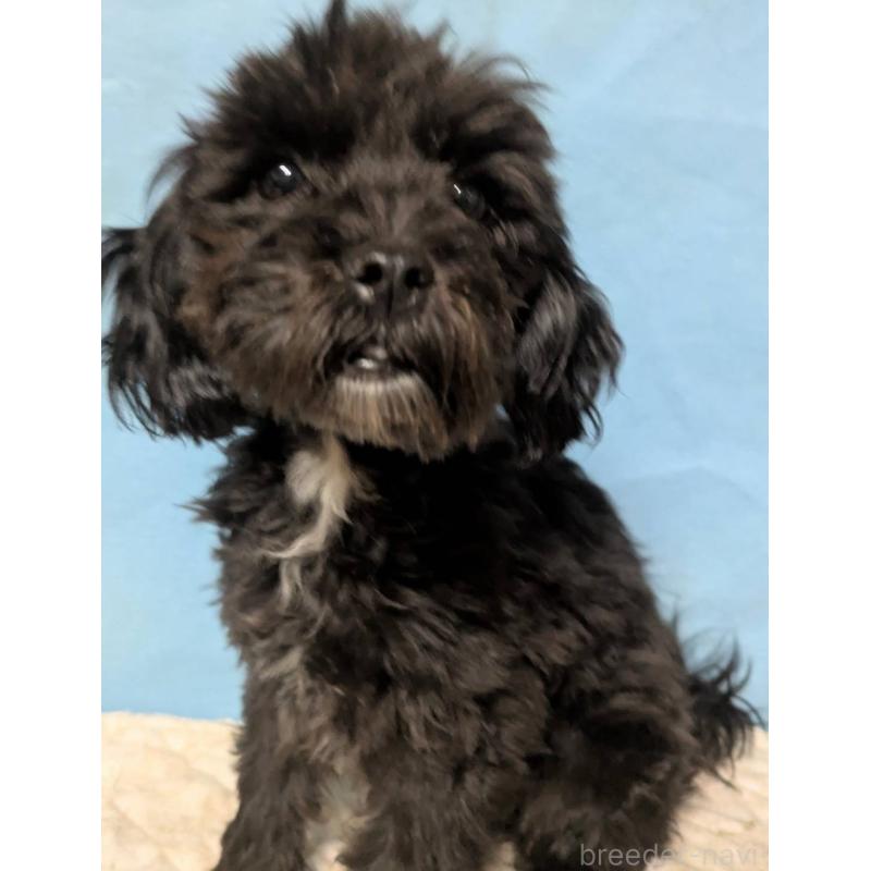 販売中の埼玉県のマルプー:マルチーズ×トイプードル-423329の9枚目